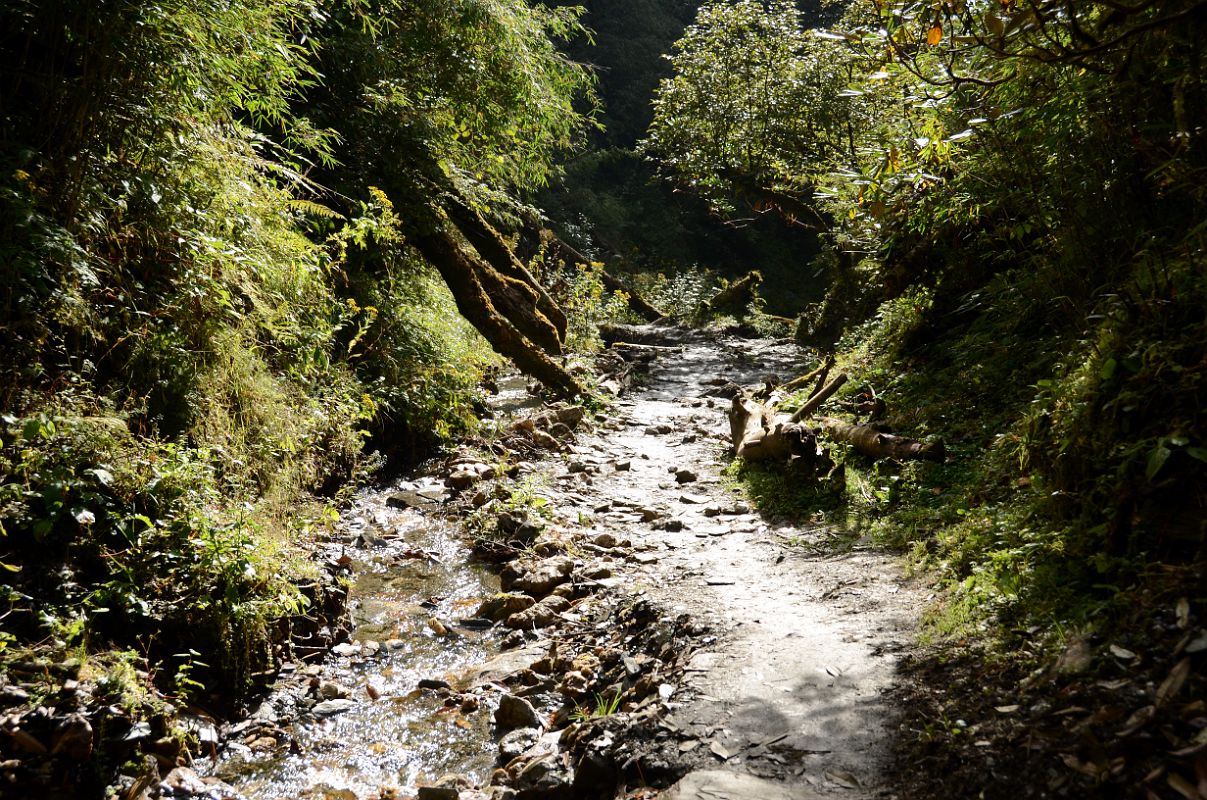 06 Trail On Trek From Deurali To Banthanti On The Way To Chomrong 